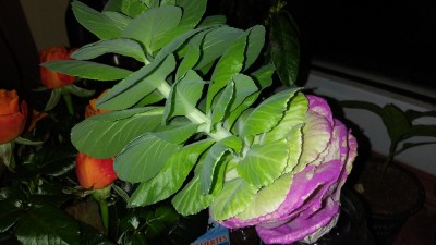 20180122_211733.jpg