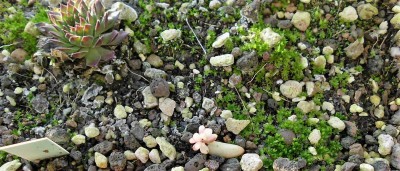 Sedum rubrotinctum.JPG