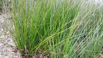 Gras mit dicken, runden, festen Halmen Binsen Juncus