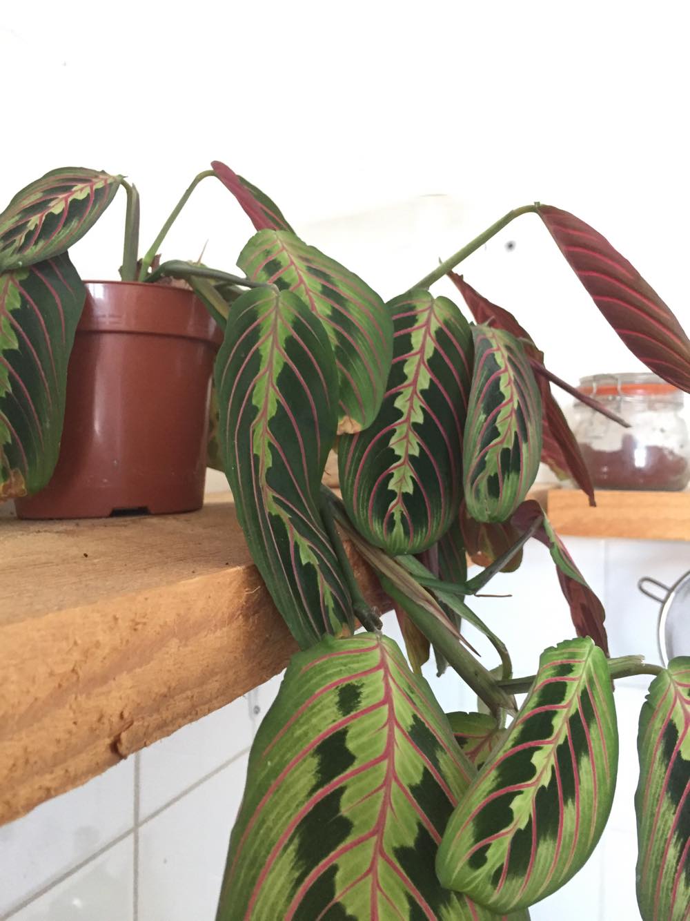 Maranta lsst Bltter hngen :(  Pflanzenkrankheiten & Schdlinge   GREEN24 Pflanzen & Garten Forum