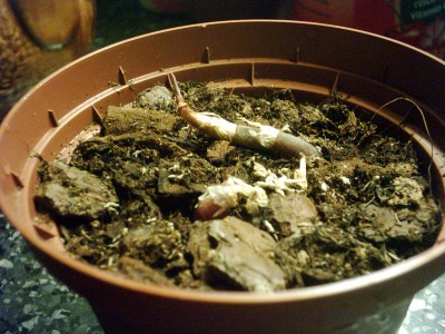 Ludisia discolor (3).JPG