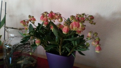 Pflanze mit hängenden rosa-grünen Blüten - Kalanchoe miniata ·  Pflanzenbestimmung & Pflanzensuche · GREEN24 Pflanzen & Garten Forum