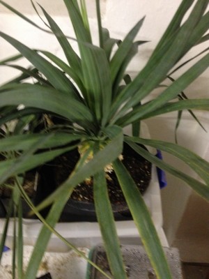 Yucca recurvifolia 001 2015.02.12.jpg