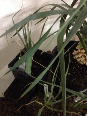 Yucca elata 003 2015.02.12.jpg