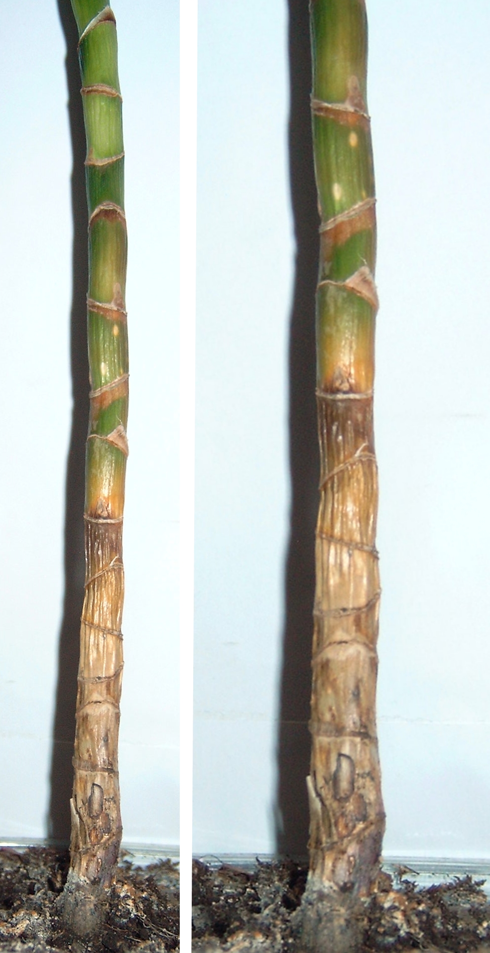 kaktus cola Hildewintera colademononis inermis