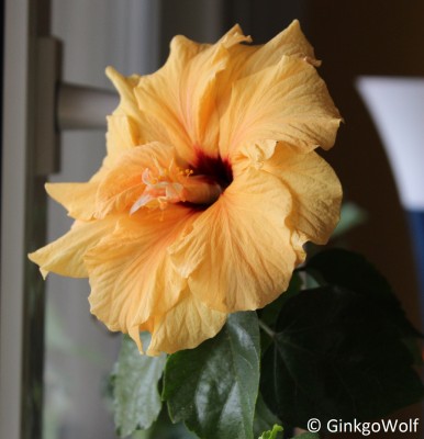 Hibiscus_cremegefllt_2018_03_08.JPG