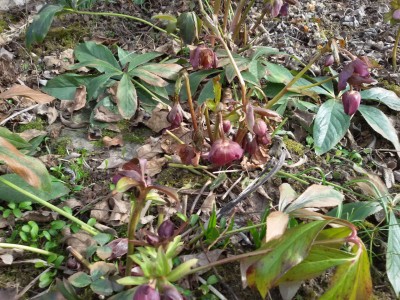 Helleborus-kk.jpg