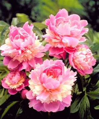rosa Pfingstrosen.jpg