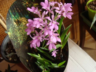 DSC03171a.jpg