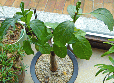 P1070741.gif