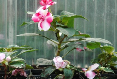 Impatiens-Stecklinge.JPG