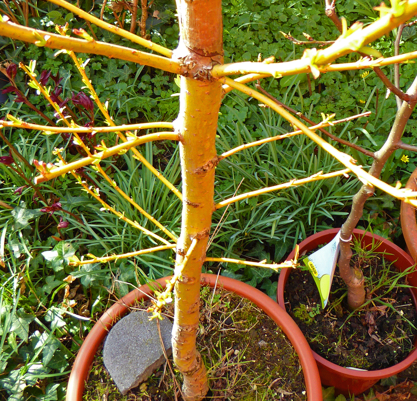 Salix Alba Tristis Wikipedia - Trauer Weide Salix ...