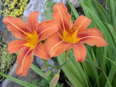 Gelbrote Taglilie- Hemerocallis fulva.JPG