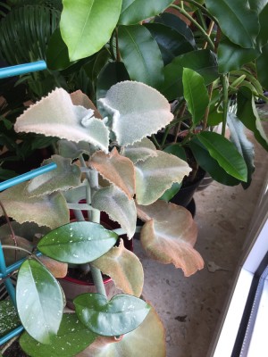 Kalanchoe beharensis.JPG