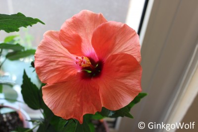 Hibiscus_orangerot_2018_04_07.JPG