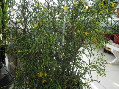 DSCN8311-k.jpg