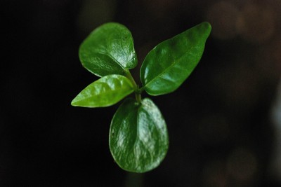 Pass. x edulis ist gekeimt.jpg