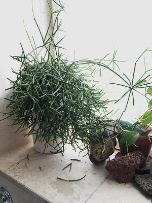 Euphorbia tirucalli-klein.jpg