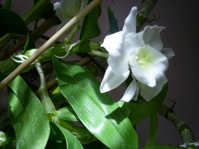S4025880.JPG