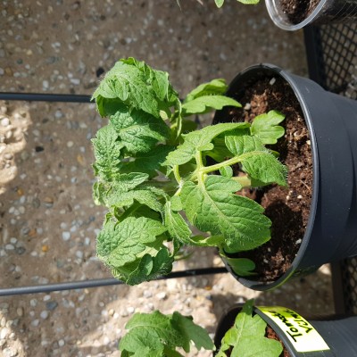 Tomatenblätter rollen sich ein · Samen & Anzucht & Vermehrung · GREEN24  Pflanzen & Garten Forum