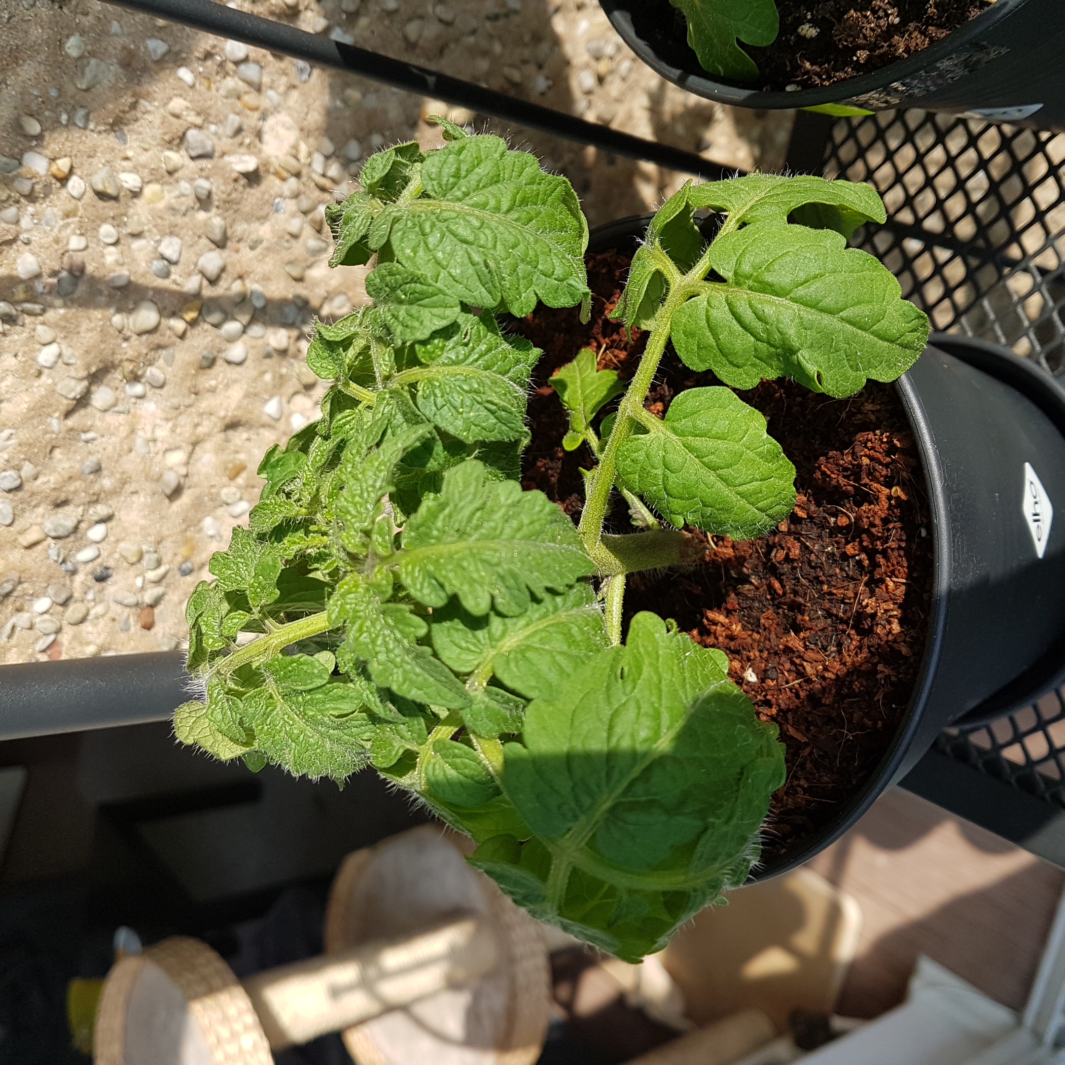 Tomatenblätter rollen sich ein · Samen & Anzucht & Vermehrung · GREEN24  Pflanzen & Garten Forum