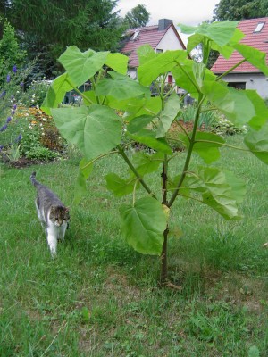 Blauglockenbaum (2).JPG