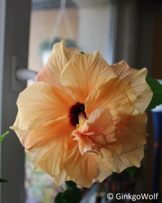 Hibiscus_cremegfllt_2018_04_23.JPG