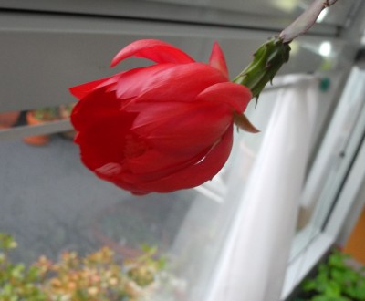 DSCN8321-a.jpg