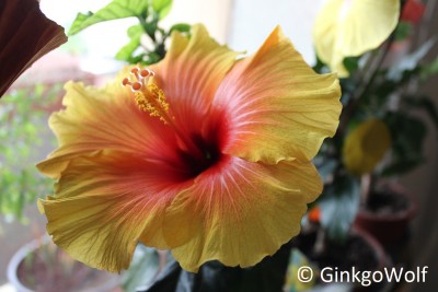 Hibiscus_gelborange_2018_04_26.JPG