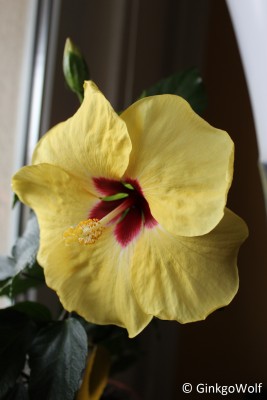 Hibiscus_gelb_2018_04_26.JPG