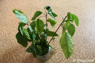Hibiscus_SnowQueen_2018_04_26.JPG