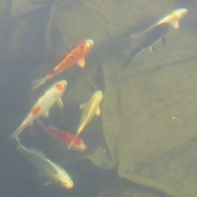 koi.jpg