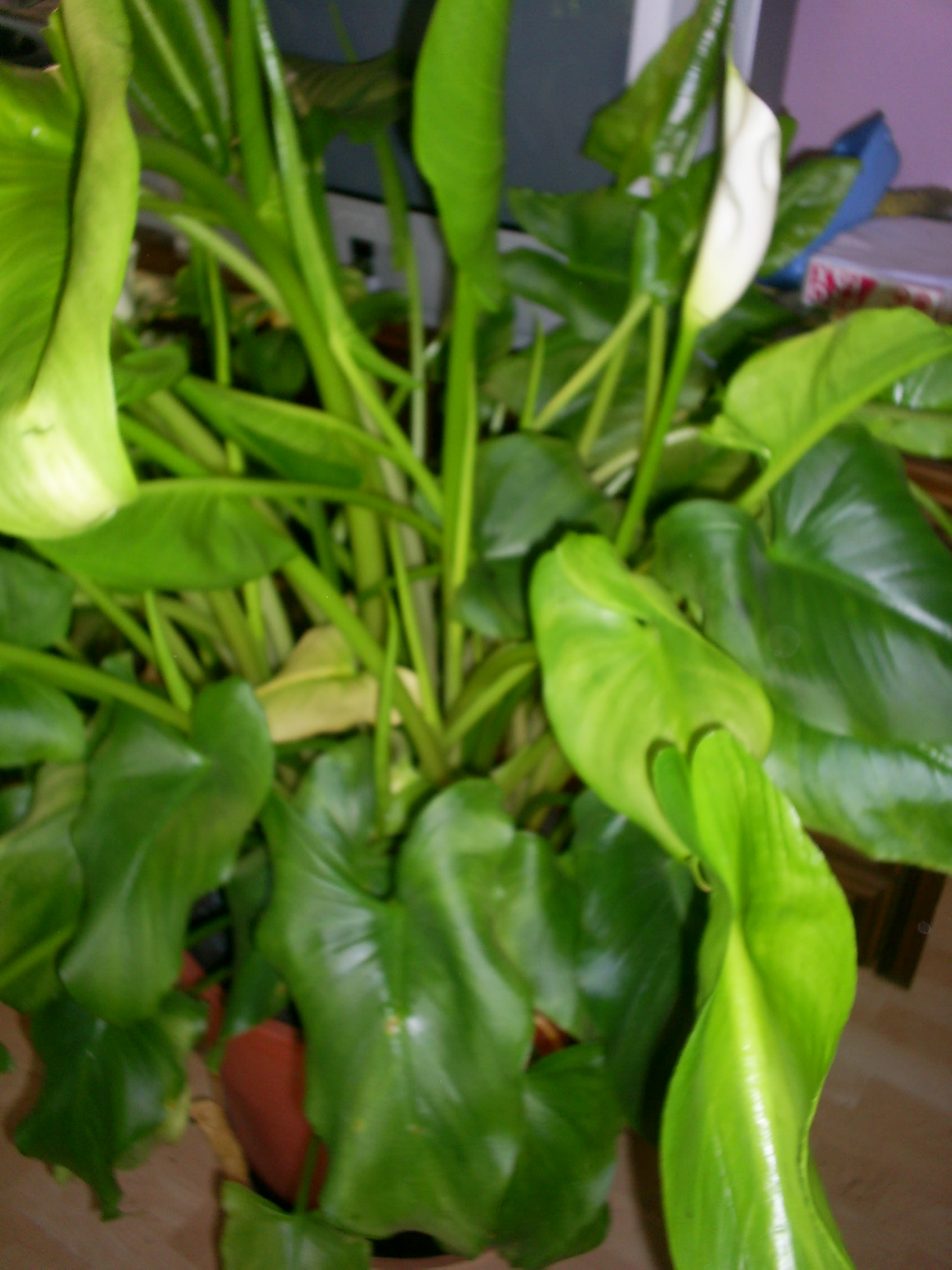 Calla bekommt gelbe Blätter und lange Triebe · Pflanzenkrankheiten &  Schädlinge · GREEN24 Pflanzen & Garten Forum