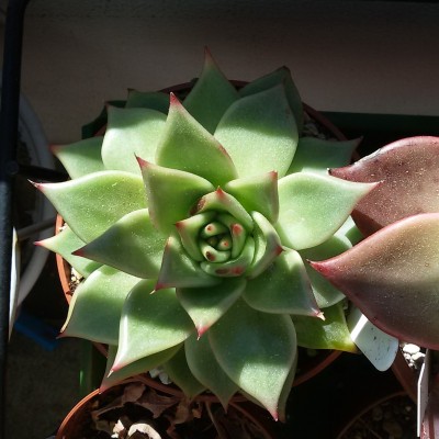 Echeveria.jpg