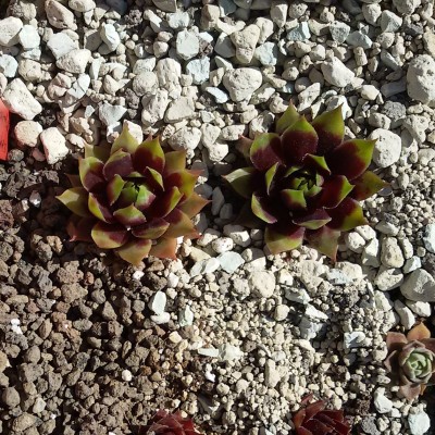 Sempervivum.jpg