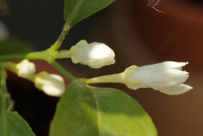 180507_citrus_xgeorgiana_thomasville_blueten_1.jpg