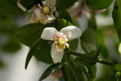 180507_citrus_australasica_blueten_1.jpg