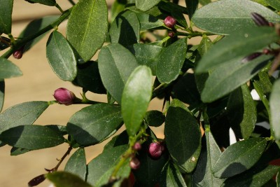 80507_citrus_bloodlime_blueten.jpg