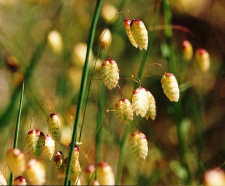 oaking grass 2.jpg