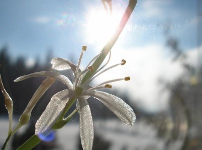 sun.JPG