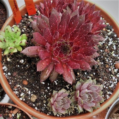 Sempervivum (1).JPG