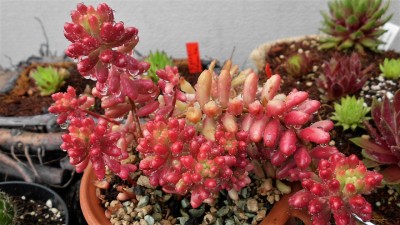 Sedum rubrotinctum Aurora (1).JPG
