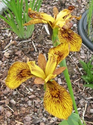 iris_pseudacorus_berlin_tiger_2.jpg