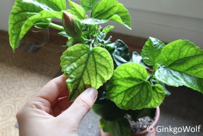 Hibiscus_gelborange_2018_05_18 (2).JPG
