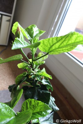 Hibiscus_gelborange_2018_05_18 (3).JPG