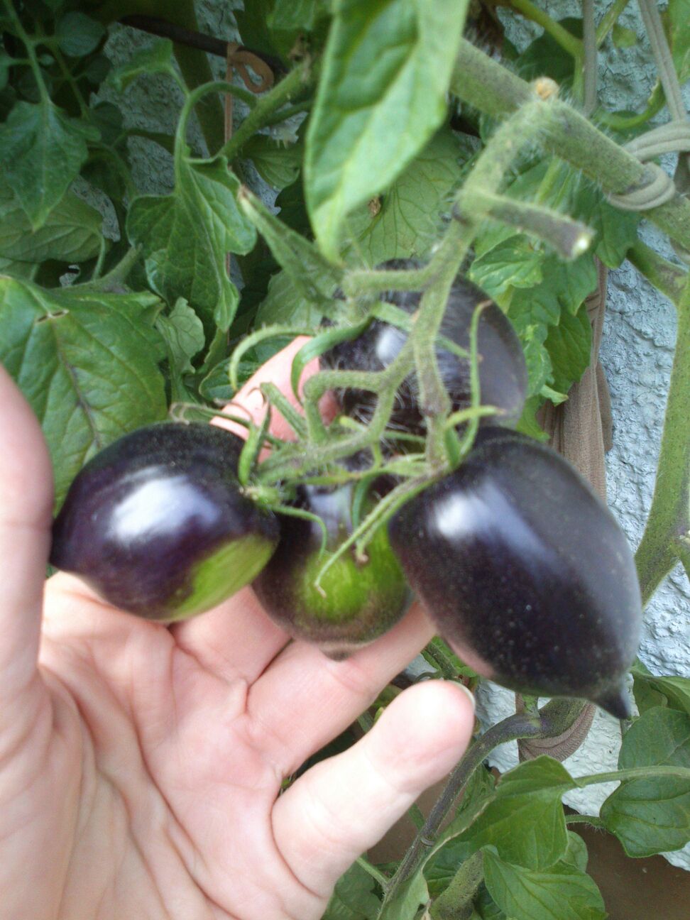 Regenbogen Tomate? · Pflanzenbestimmung & Pflanzensuche · GREEN24 Pflanzen  & Garten Forum