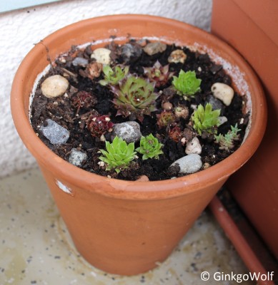 Sempervivum_2018_05_18 (1).JPG