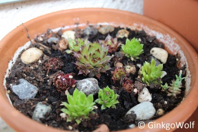 Sempervivum_2018_05_18 (2).JPG