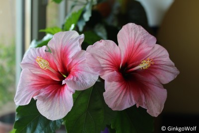 Hibiscus_weiszrosa_2018_05_16.JPG