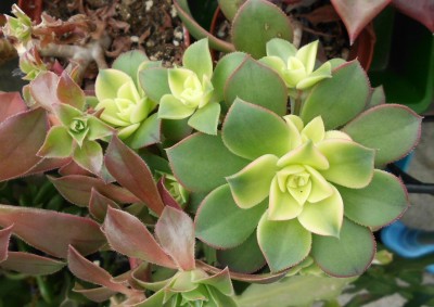 Aeonium.JPG